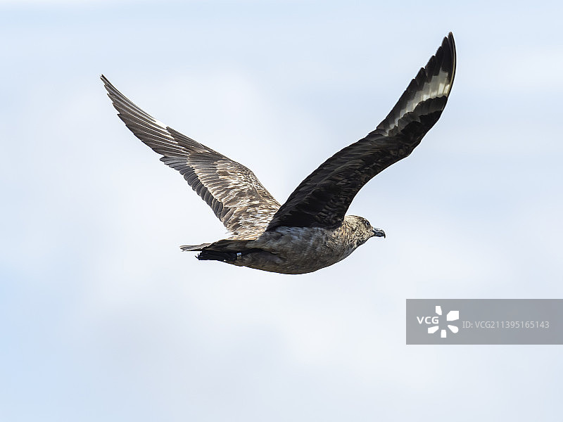 英国苏格兰设得兰群岛，贼鸥于达尔山附近图片素材