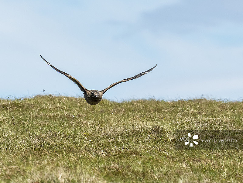 英国苏格兰设得兰群岛，贼鸥于达尔山附近图片素材