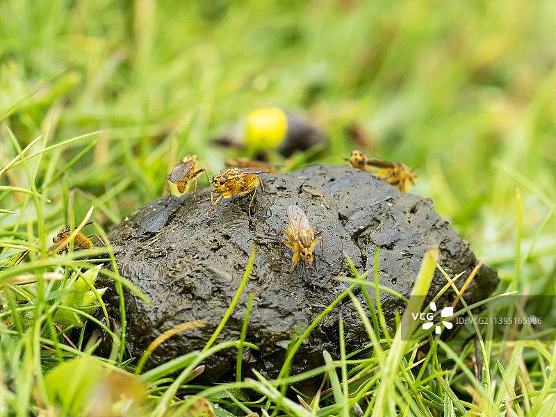 英国设得兰群岛赫克斯特，羊粪上的黄色粪蝇图片素材
