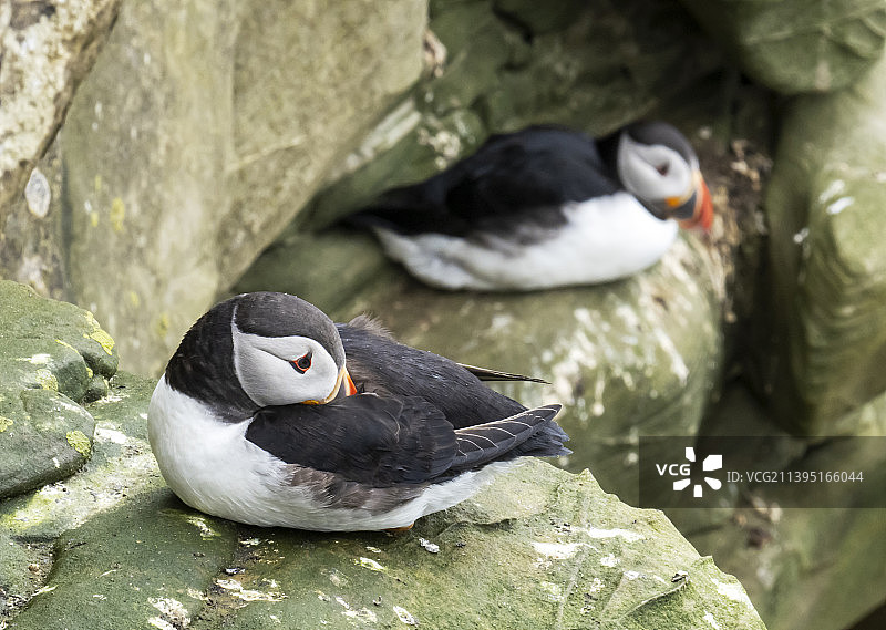 英国苏格兰设得兰群岛Huxter的大西洋海鹦图片素材