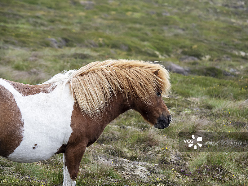 英国苏格兰设德兰群岛的设特兰矮种马图片素材