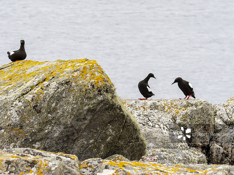 黑海雀，英国苏格兰设德兰群岛Yell岛Burravoe图片素材