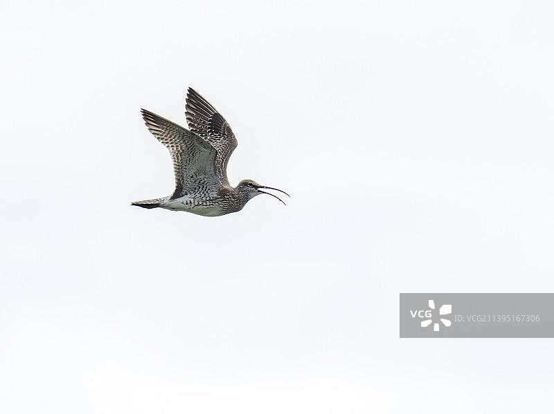 在英国苏格兰设德兰群岛费特拉尔岛的芬齐湖，一只欧亚杓鹬图片素材