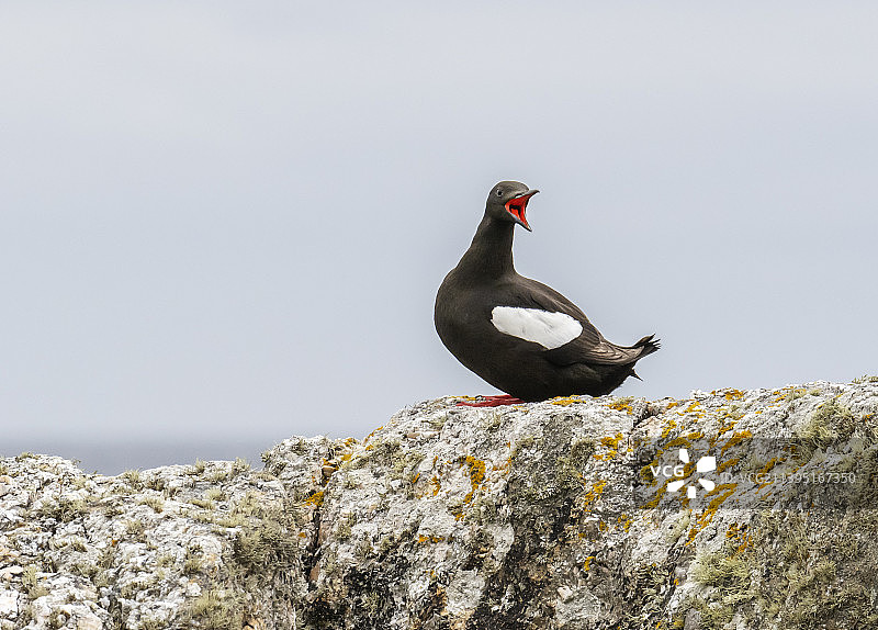 黑海雀，英国苏格兰设德兰群岛Yell岛Burravoe图片素材