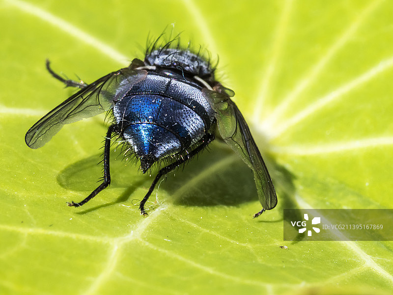 丽蝇特写，英国安布尔赛德图片素材