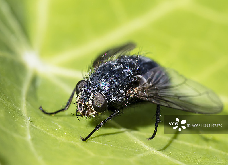 丽蝇特写，英国安布尔赛德图片素材