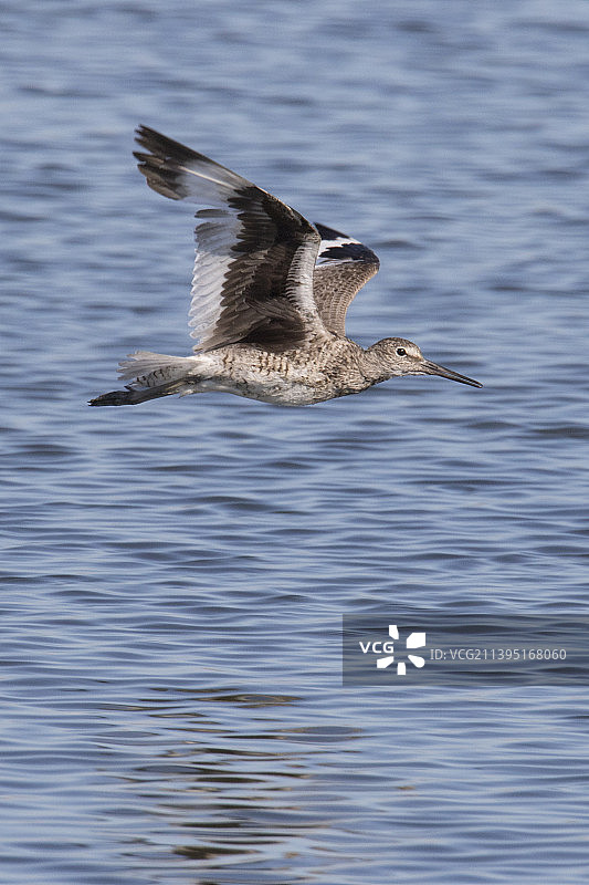 飞行中的维莱鸟图片素材