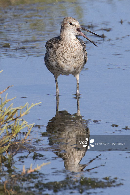 半蹼鹬水中倒影图片素材