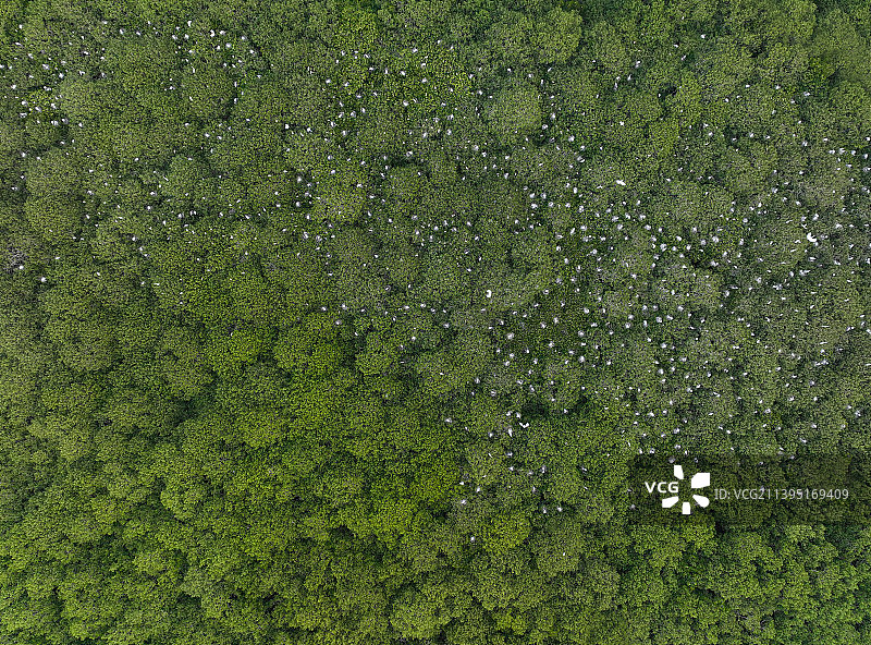 广东省惠州市惠东县盐洲岛白沙村红树林海洋湿地公园航拍图片素材