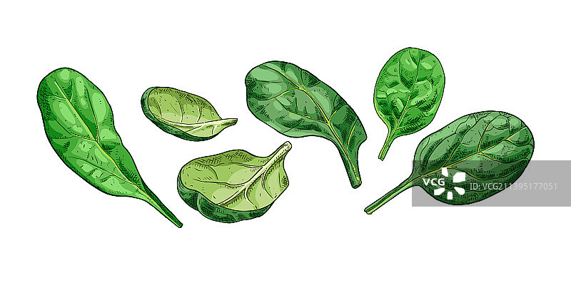 手绘彩色新鲜菠菜叶图片素材