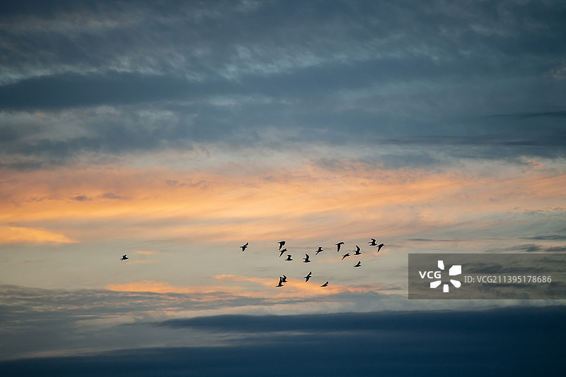 飞鸟穿过晚霞图片素材