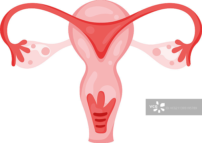 子宫女性器官图片素材