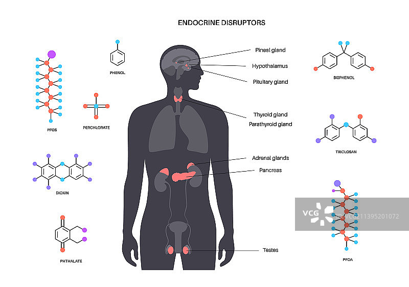 内分泌干扰物海报图片素材