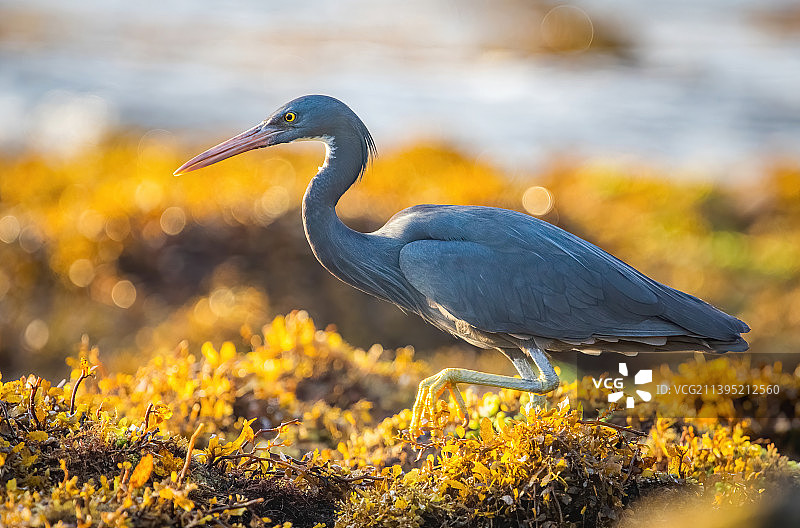 岩鹭。金色的早晨 Reef Heron图片素材
