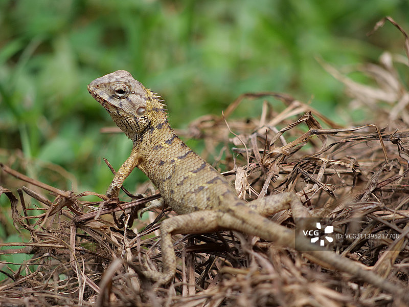 棕背树蜥图片素材