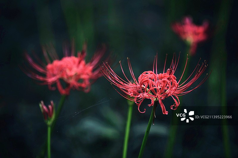 彼岸花图片素材