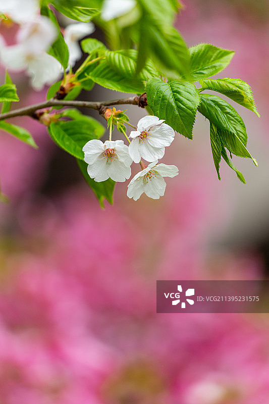 早春白色樱花图片素材