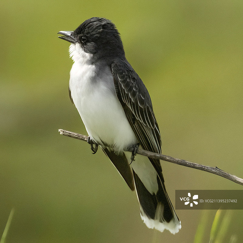东部美洲食蜂鹟图片素材
