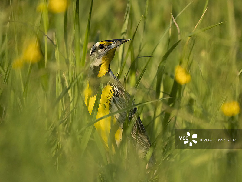 东部草地鹨图片素材