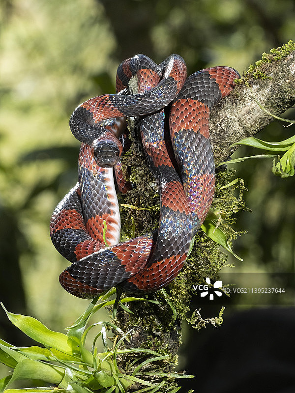 假珊瑚蛇图片素材