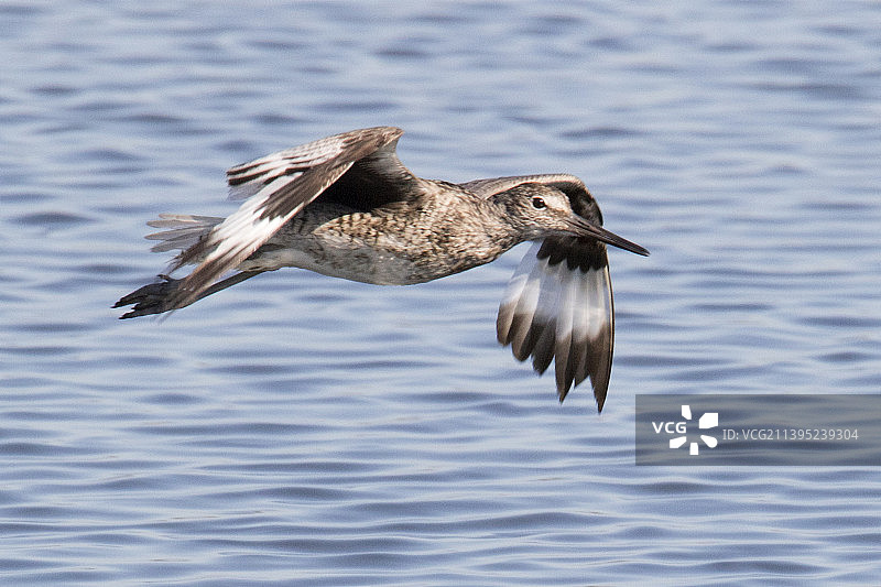 飞行中的维莱鸟图片素材