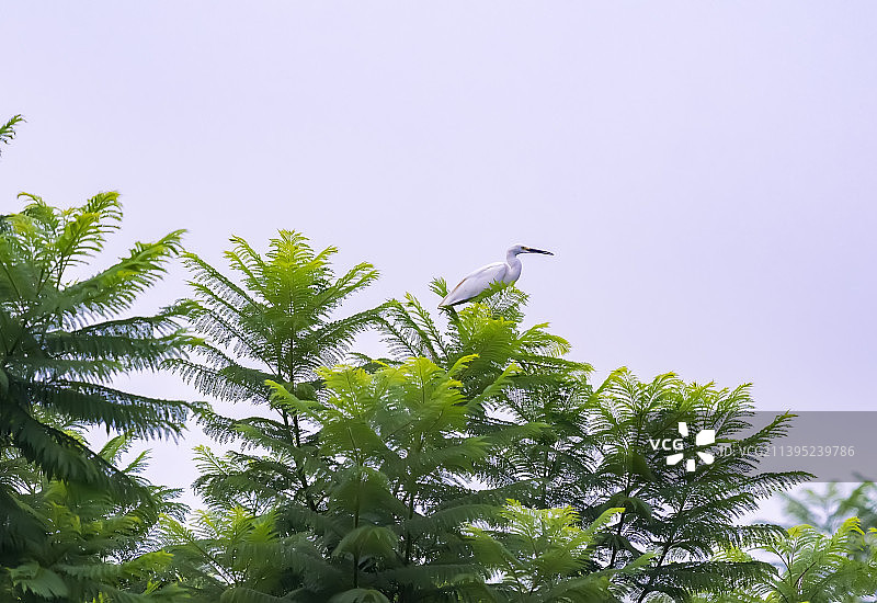 白鹭栖息树梢上图片素材