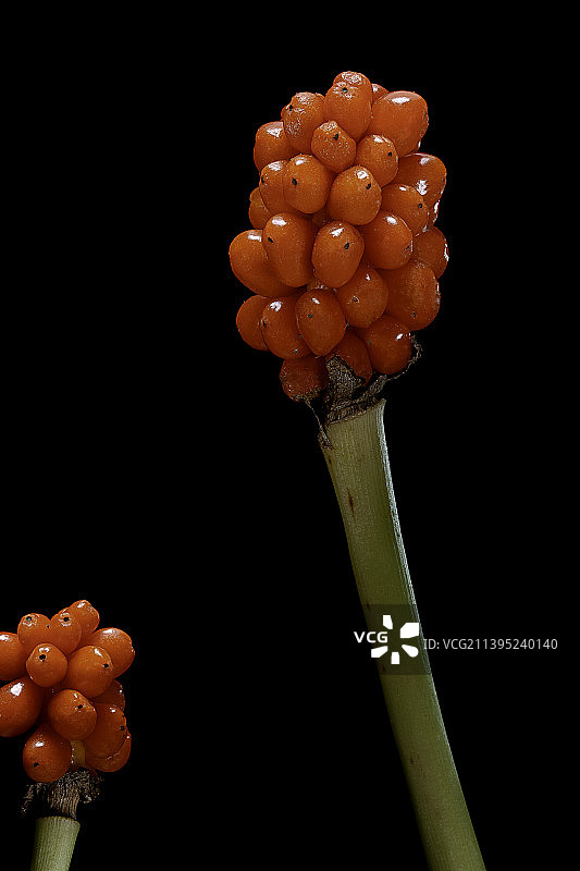 意大利海芋果实图片素材