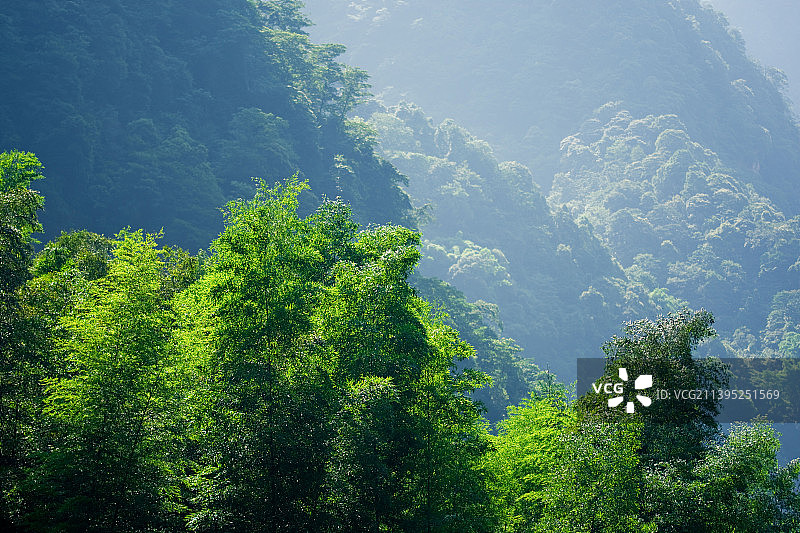 葱葱翠竹图片素材