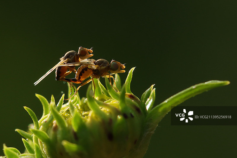 潜蝇图片素材
