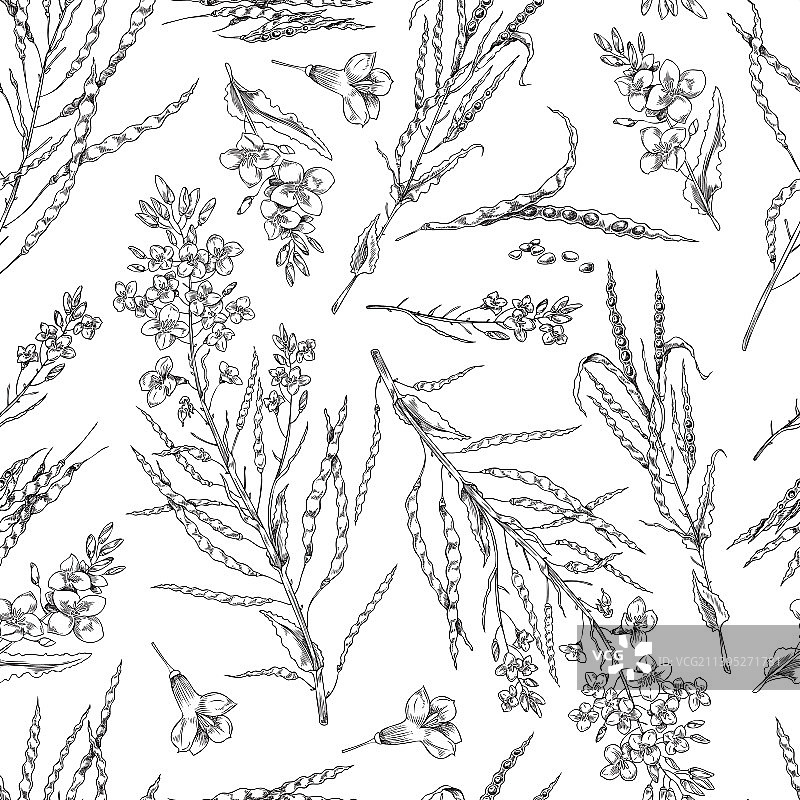 开花的油菜籽荚无缝背景图片素材