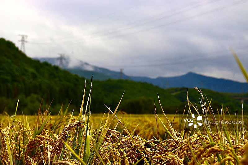秋｜水稻图片素材