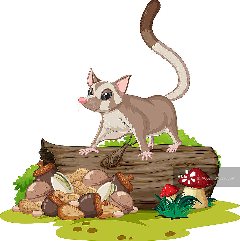 蜜袋鼯站在木头上图片素材