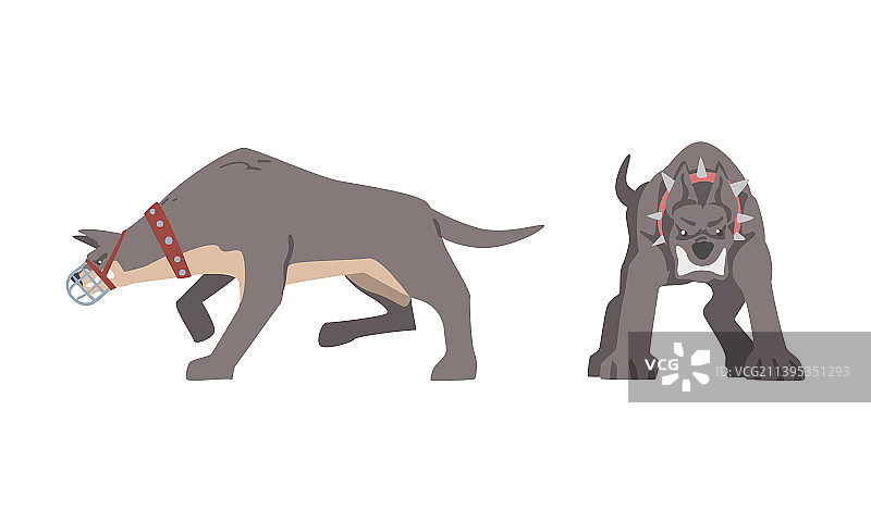 戴着项圈的具有攻击性的大狗在龇牙咧嘴图片素材