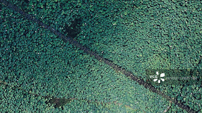 绿墙全帧拍摄图片素材