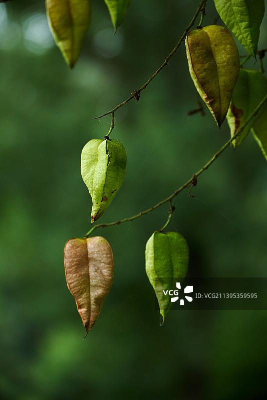 栾树的果实图片素材