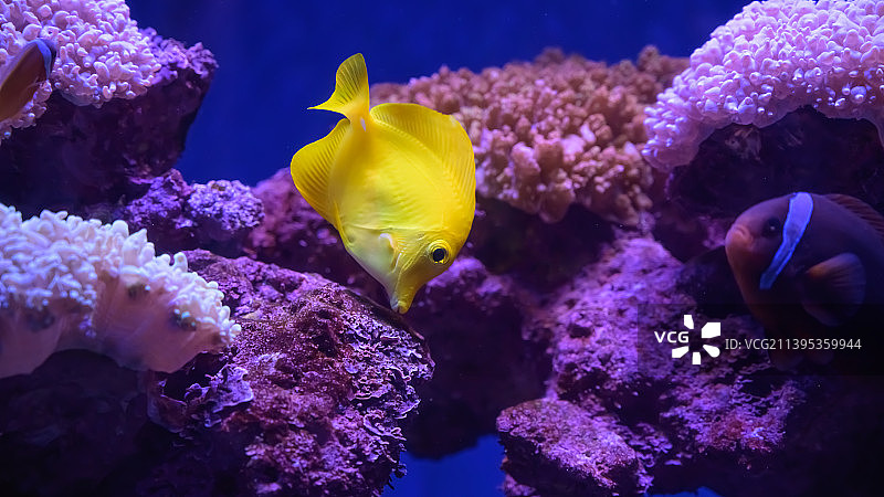 鱼在水族馆游泳的特写镜头图片素材