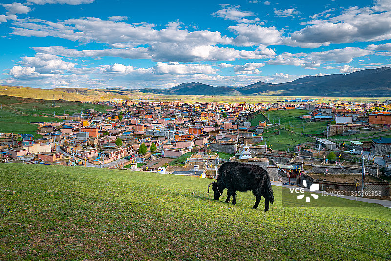 草原上的耗牛图片素材