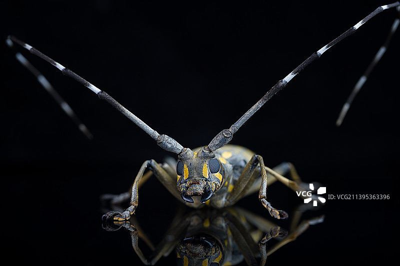 黑色背景下的昆虫特写镜头图片素材