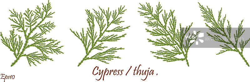 绿色柏树枝与球果图片素材