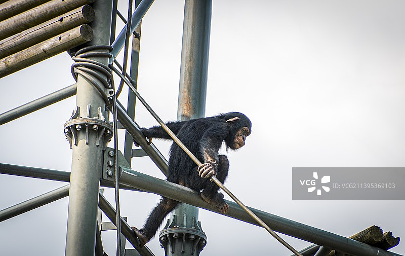 夏日黑猩猩图片素材