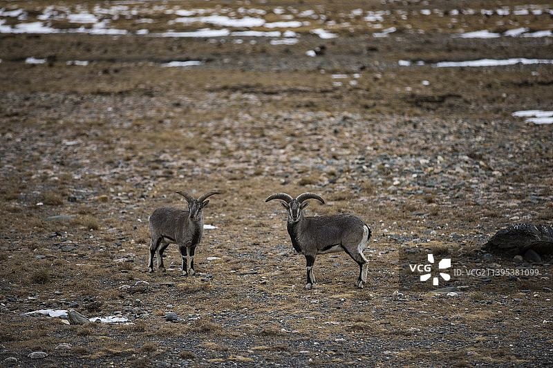 西藏故事图片素材