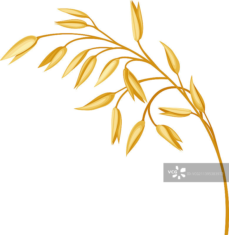 带籽燕麦穗谷物图片素材