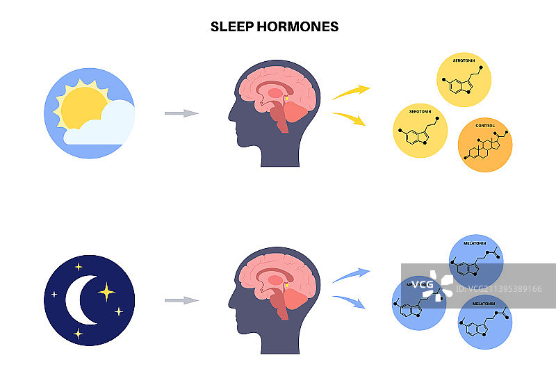 睡眠觉醒周期图片素材