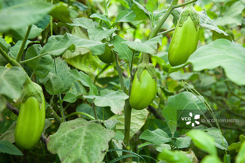 种植的绿色茄子图片素材