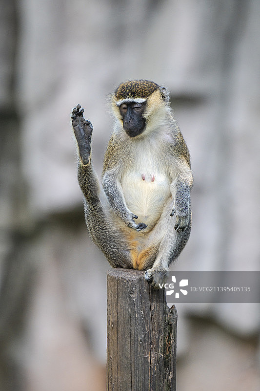 休息的长尾猴图片素材