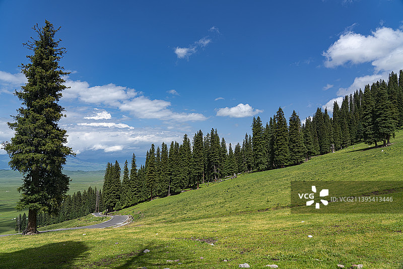天空衬托下草原森林的背景图图片素材
