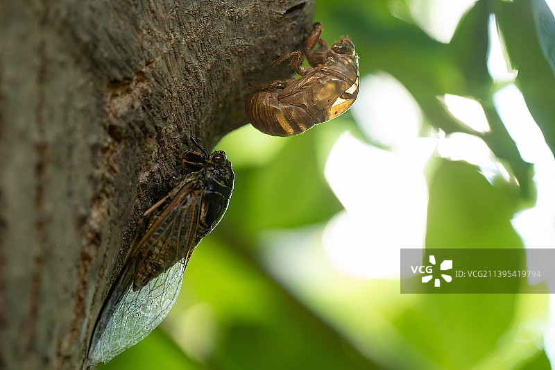 夏蝉脱壳图片素材