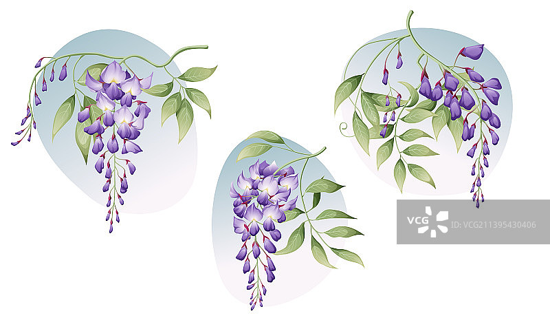 带绿叶的紫藤树枝合集图片素材