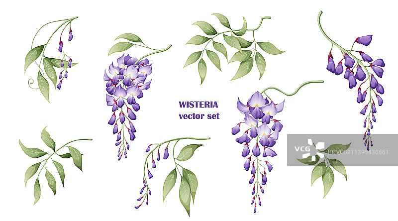 盛开的紫色紫藤花叶套装图片素材