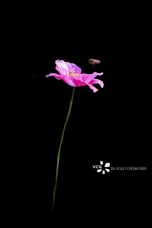 你若盛开，蜜蜂自来图片素材